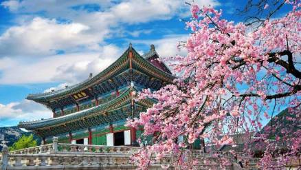 Seoul south korea cherry blossums outside temple