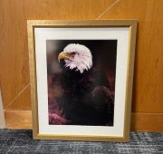 Eagle Portrait