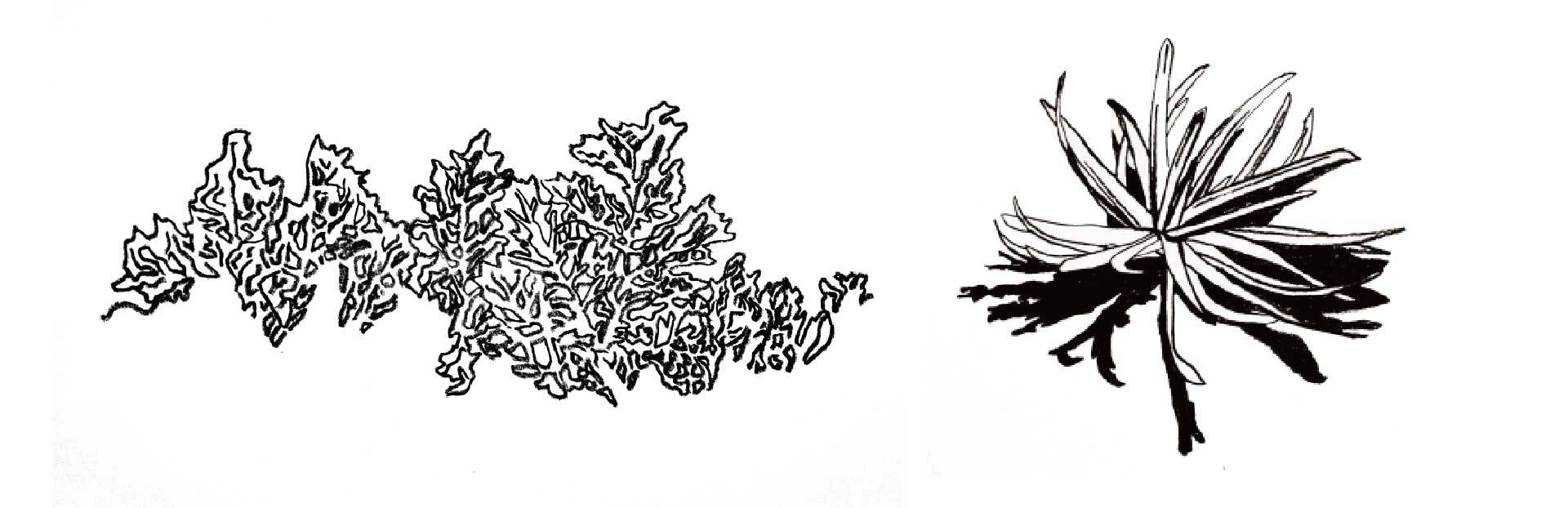 Shepard botanical sketches