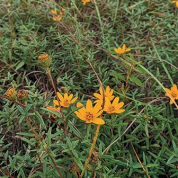 Helianthus waccamawensis
