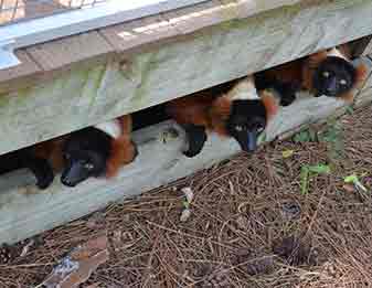 Red tuffed lemurs