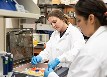 Two students in lab coats work on a lab growning cells.