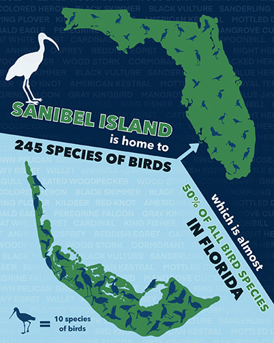 Haley Keller's Infographic