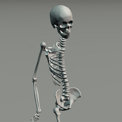 Skeletal Model