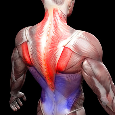 Muscle Stress and Strain Modeling