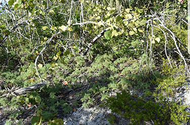 overgrowth of ragweed before pulling