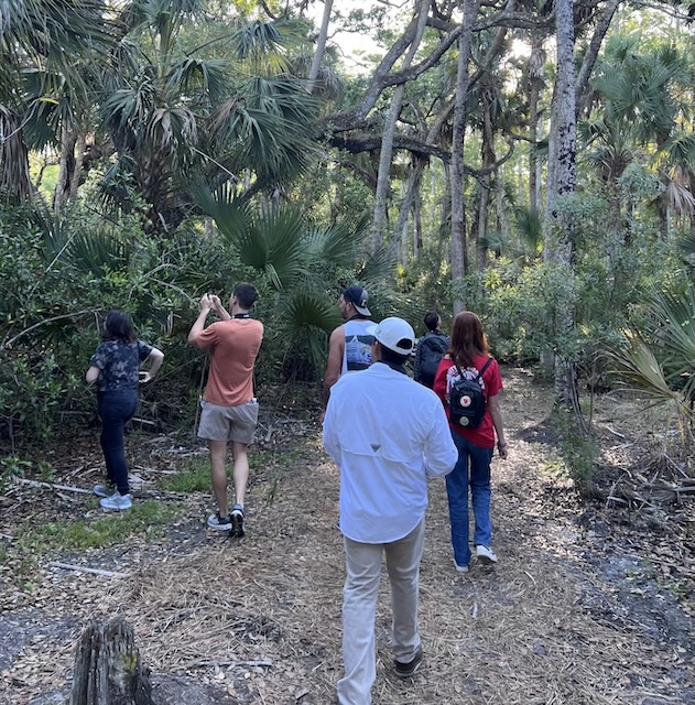 A group of FGCU students and professors walk along a wooded trail surrounded by trees and dense vegetation while looking for wildlife. 