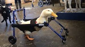 Goose with a wheelchair The goose has a disability and is using a wheelchair to get around. It represents the GIDDI goose which the GIDDI uses as a mascot