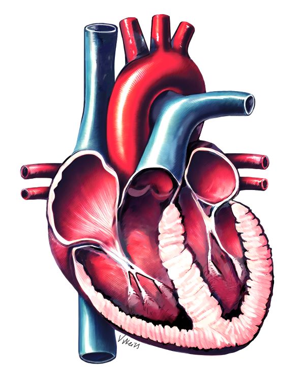 cardiac art