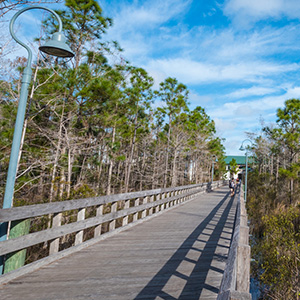 Campus boardwalk passes through the preserve