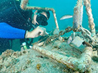 Photo of research diver