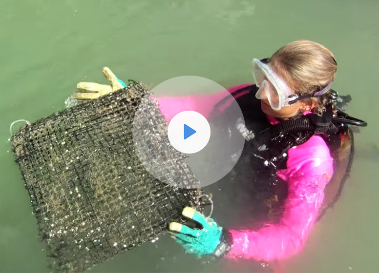 Asian green mussels
