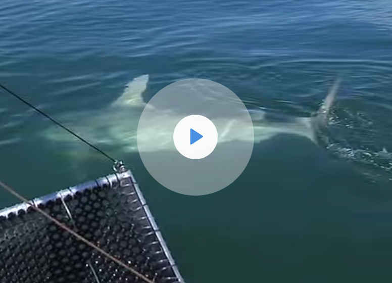 Shark Tagging