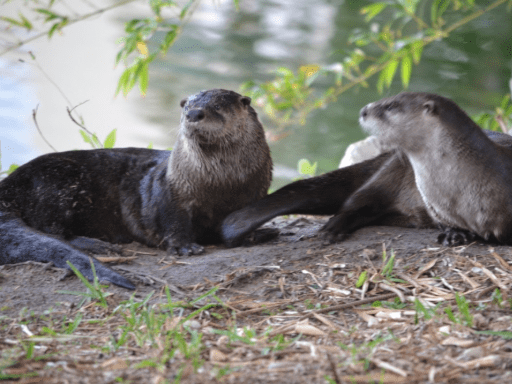Two river otters resting on land.