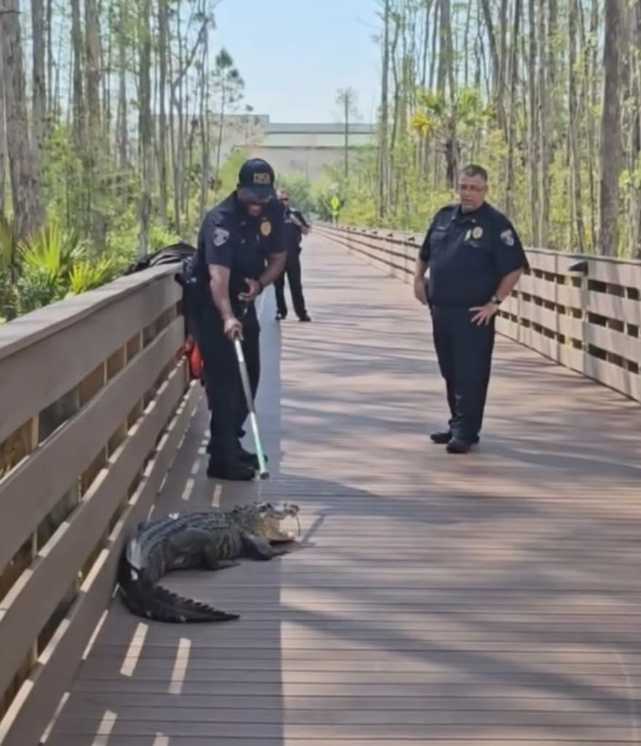 Alligator seen on campus